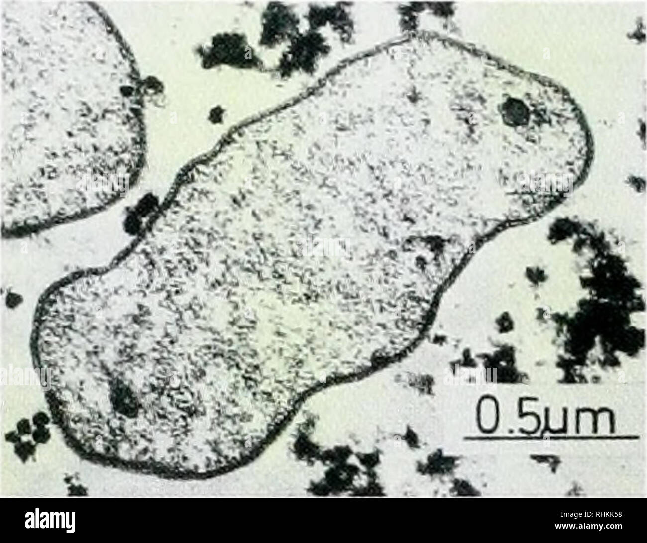 . Il bollettino biologico. Biologia; Zoologia; biologia; biologia marina. Così42 + 4 H2 --&GT; H2S + 2 OH" così42 + CH3COOH + H+ -&GT; HS&gt; 2 CO2 + 2 H2O 2 H2O T CH4 dal fluido di sfiato e pyro- lisi di substrati organici metanogeni archaea, qui la hyperthermophile Methanopyrus kandleri C02 + 4 H2 --&GT; CH4 + 2 H2O CO2 H2iacetate, dal fluido di sfiato e la pirolisi dei composti organici di figura 1. Schema semplificato di microrganismi e di loro reazioni (riduzione di solfato, metanogenesi, ossidazione del metano, di ossidazione di solfuro) nel metano e cicli di zolfo nel bacino Guaymas sfiati idrotermali. Foto Stock