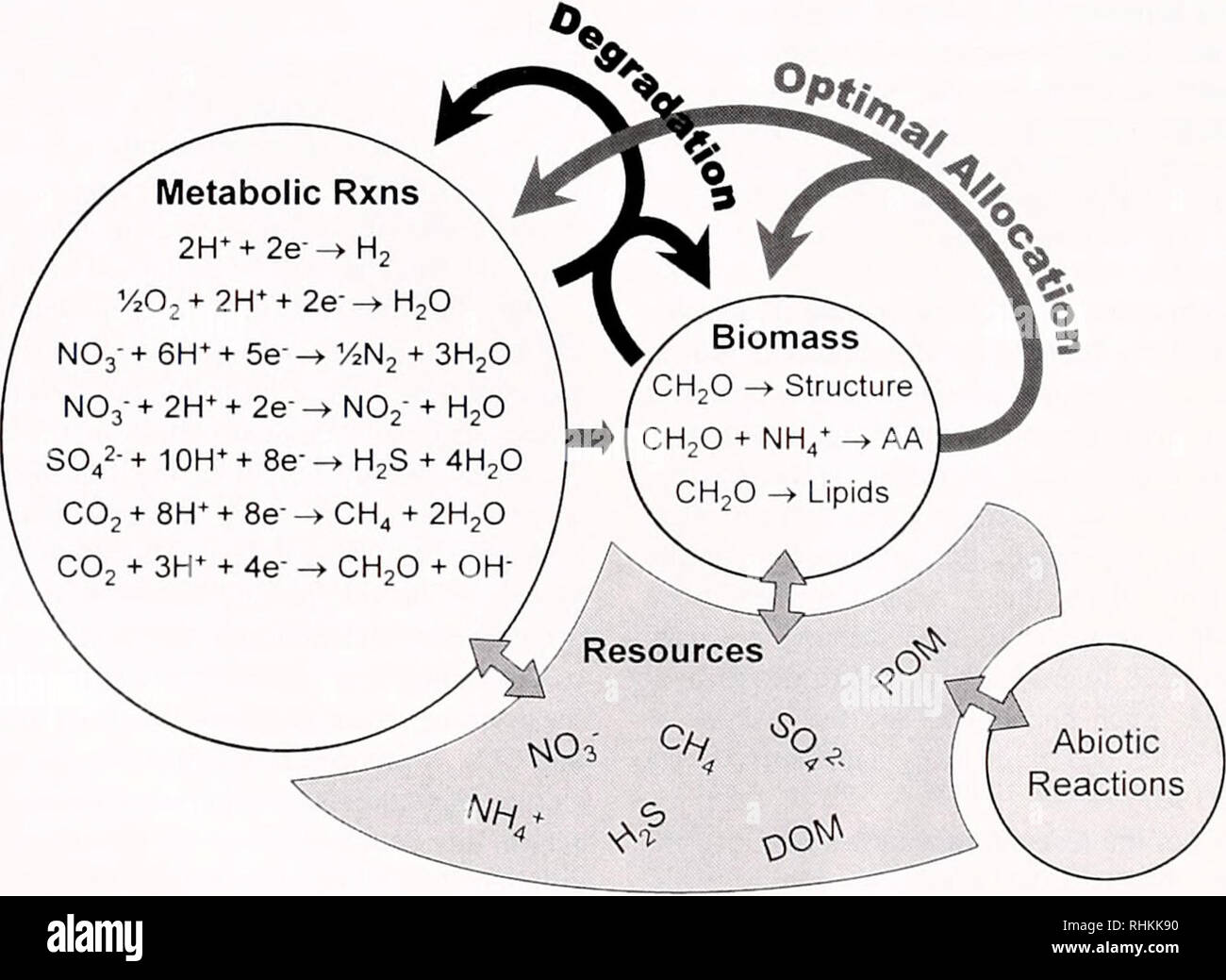 . Il bollettino biologico. Biologia; Zoologia; biologia; biologia marina. 176 reazioni utilizzate per modello microbitil planctonici comunità. J. J. VALLINO Tabella 1 stechiometria di reazione C-FISSAZIONE NH4+ uptake N.", captazione nitrificazione N2 fissaggio respirazione fotosintesi clorofilliana proteine lipidi glicogeno DNA/RNA 6 CO, + 24 H+ + 24 e o c(,H,2O(1 + 6 H;O NH/ + 0,58 C6H12O6 + 0,034 SO4- + 0,9 e AA + 1,9 H2O NO,- + 10 H+ + 0,58 C6H12O6 + 0,034 SO42- + 8.9 e -• AA + 4,9 H,O NH4+ + 3 H:O -" n.,- + 10 H+ + 8 e '/2 N2 + 4 FT + 0,58 C6HI2O6 + 0,034 SO4- + 3.9 e" - AA + 1,9 H2O 2 H,O -&GT; O, + 4 Foto Stock