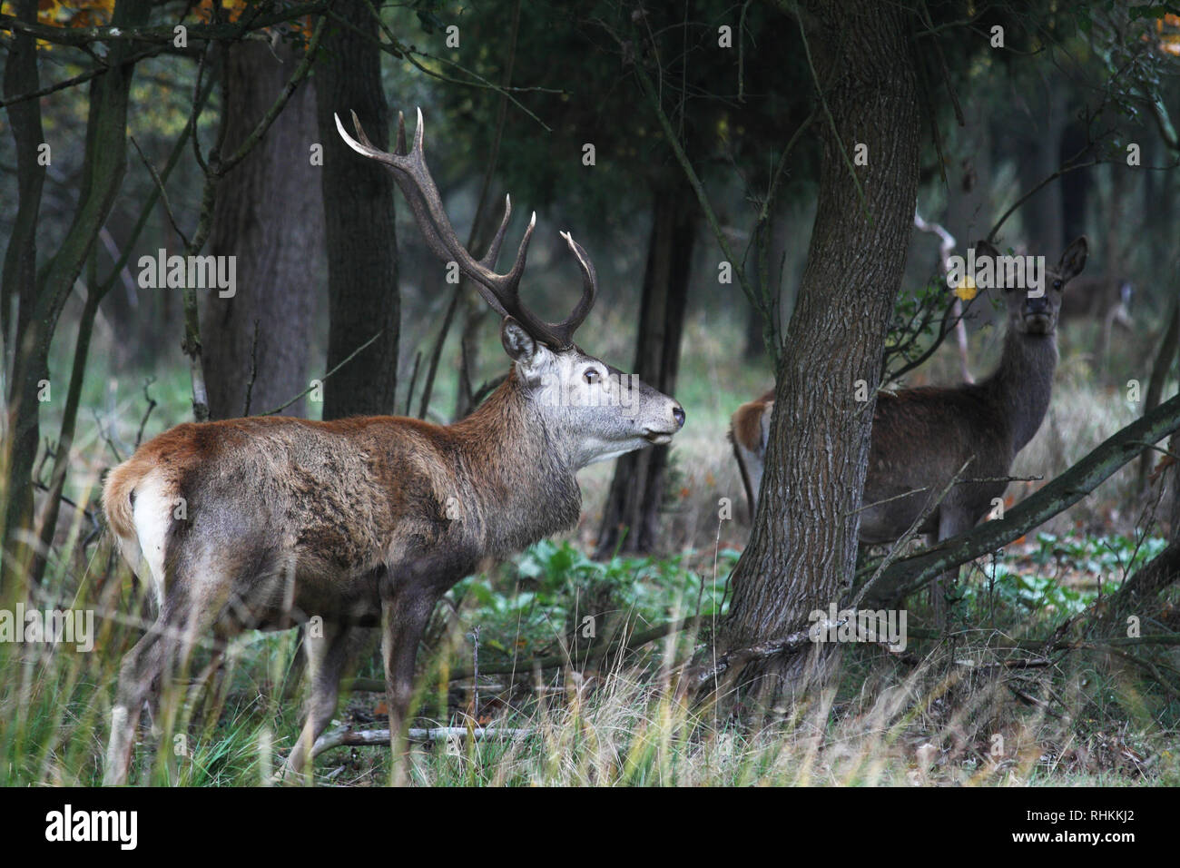 Cervi nel Parco di Mesola, Ferrara, Italia Foto Stock