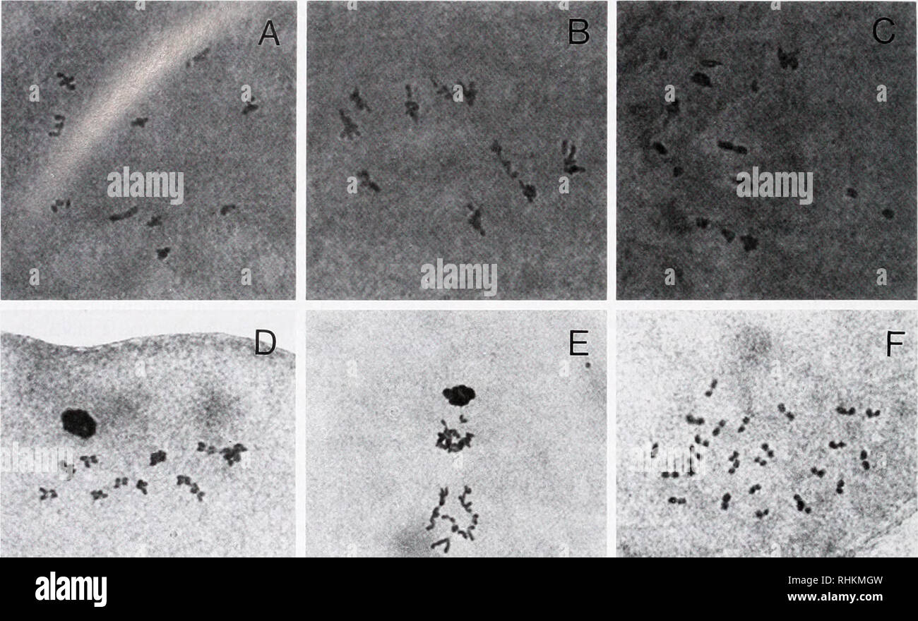 . Il bollettino biologico. Biologia; Zoologia; biologia; biologia marina. 312 X. GUO e S. K. ALLEN, JR. La figura 1. Synapsis e la meiosi in uova da triploid ostriche del Pacifico: A-metafase I uova da diploids con 10 bivalents; B-completo synapsis in metafase I uova da triploids con 10 trivalents; C-incompleta synapsis in metafase I uova da triploids con una miscela di mono-, bi-, e trivalents; D-metafase 11 in uova da triploids; E-anaphase II in uova da triploids; e F-metafase della prima divisione mitotica di un embrione da un tnploid (femmina) x croce diploide. La colorazione con orceina p Foto Stock