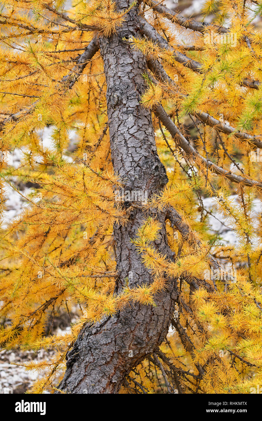 Il larice tronco di albero e gli aghi in autunno, Dolomiti, Italia Foto Stock