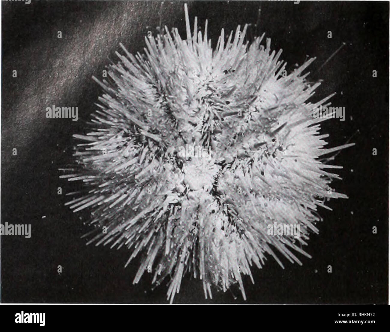 . Il bollettino biologico. Biologia; Zoologia; biologia; biologia marina. Membri della Corporation* membri a vita, Adelberg Edward A.. Museo Peabody, Yale University, New Haven, CT 06520 Amatniek, Ernest, 4797 Boston Post Road. Pelham Manor, NY 10803 Bang, Betsy G., 76 F.R. Lillie Road. Foro di legni, MA 02543 Bartlelt, James II., Dipartimento di Fisica Università di Alabama, Box 870324. Tuscaloosa. AL Bernheimer 35487-0324, Alan '., Dipartimento di microbiologia. La New York University Medical Center, 550 Prima Ave., New York, NY 10016 Bertholf, Lloyd M., Westminster Village #2114. 2025 E. Lincoln San Foto Stock