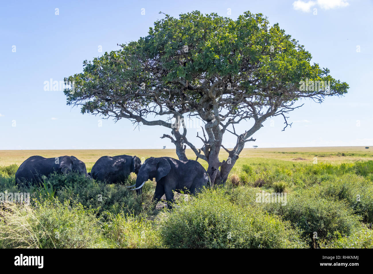 Gruppo di elefanti sotto l'albero Foto Stock