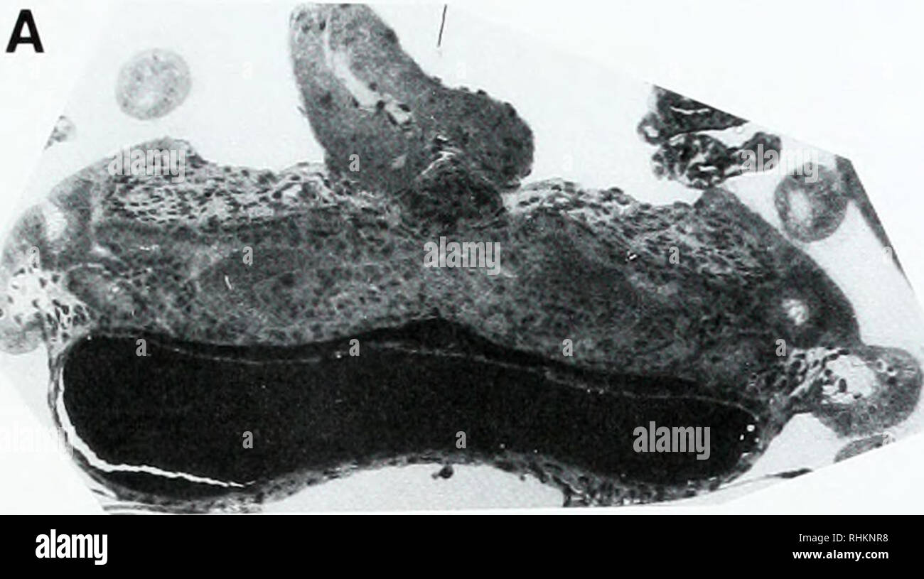 . Il bollettino biologico. Biologia; Zoologia; biologia; biologia marina. Sviluppo di una luce di calamari organo 299. topodid paralarvae; luce di lunghezza d'organo così come definito qui è la distanza dall'estremità posteriore del sacco d'inchiostro alla punta anteriore del sacco d'inchiostro. Il stadi evolutivi re- cesso di qui (ad esempio, A25) sono quelli di Arnold et al. (1972). Si prega di notare che queste immagini vengono estratte dalla pagina sottoposta a scansione di immagini che possono essere state migliorate digitalmente per la leggibilità - Colorazione e aspetto di queste illustrazioni potrebbero non perfettamente assomigliano al lavoro originale. Laboratorio biologico marino (Wo Foto Stock