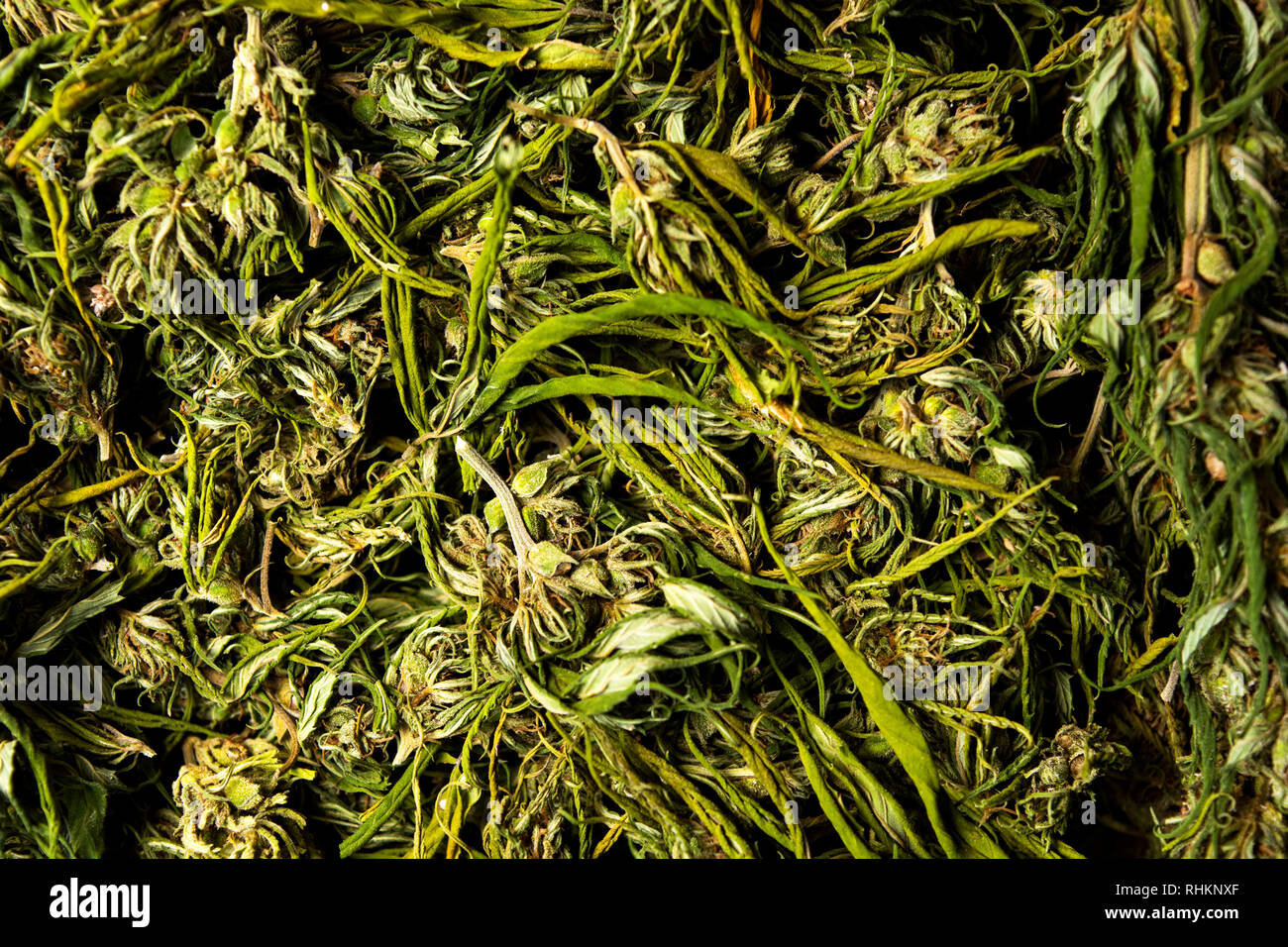 La marijuana la cannabis la canapa in fiore su una pila vista superiore Foto Stock