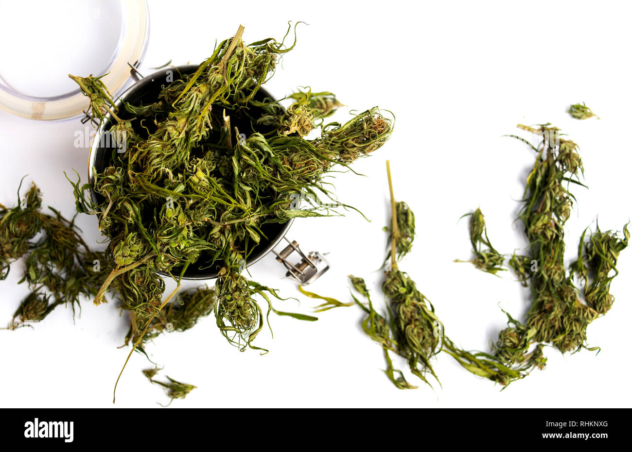 La marijuana la cannabis la canapa in fiore in una lattina di metallo Foto Stock