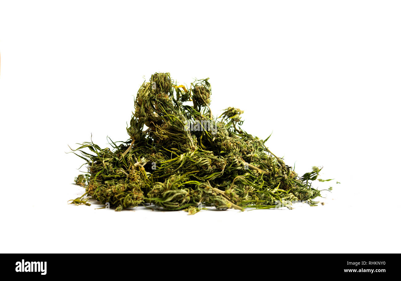 La marijuana la cannabis la canapa in fiore su sfondo bianco Foto Stock