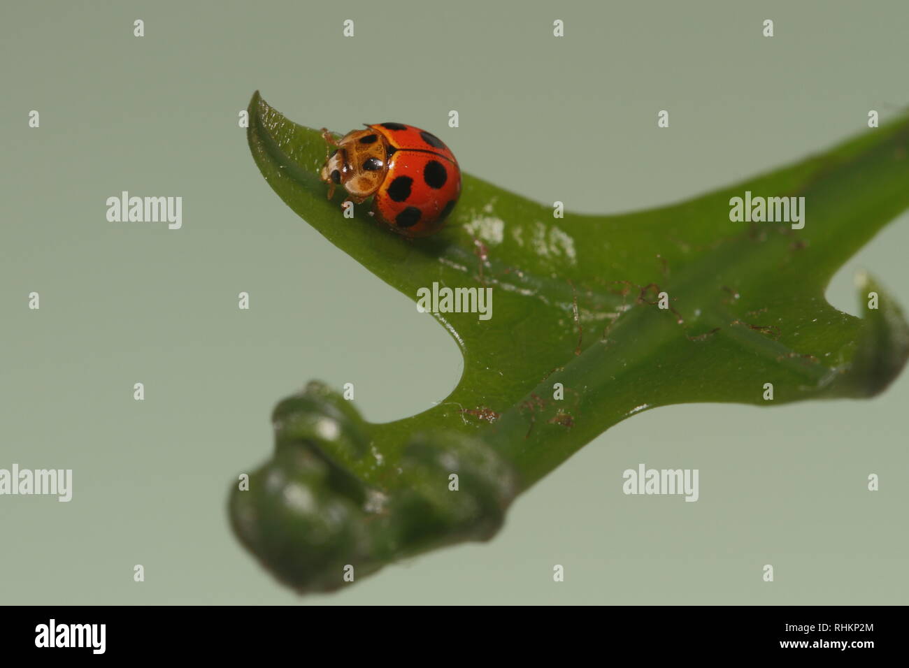 Coccinella sulla foglia verde, la fotografia macro Foto Stock