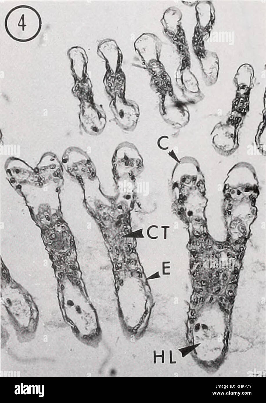 . Il bollettino biologico. Biologia; Zoologia; biologia; biologia marina. Le figure da 1 a 4. Le branchie di novellame di Penaeus Japonicus. A: asse, AV: vaso afferente, B: rami. BR: semola- chiostegite, C: cuticola. CT: il tessuto connettivo. E: epitelio, EP: epipodite, EV: vaso efferente. F: filamento, G: branchie, HL: hemolymphatic lacuna. Le figure 1-2. Faccia dorsale di un dendrobranchiate gill che mostra l'asse e i filamenti (X25 e X90, rispettivamente). La figura 3. Organizzazione generale della camera brachiale del bambino ( • 250). L'esterno della camera brachiale è chiuso dalla branchiostegite. Subtransvers Foto Stock
