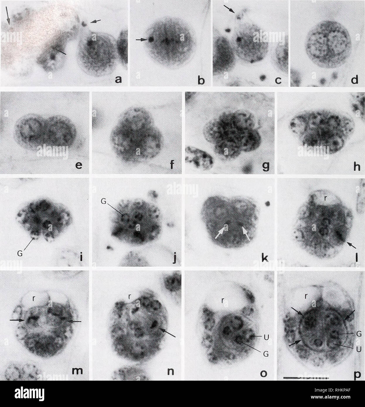 . Il bollettino biologico. Biologia; Zoologia; biologia; biologia marina. 250 F. HIDETAK.A ET AL. La figura 2. Luce micrografie di uova, infusoriform sviluppo degli embrioni e completamente formata infusoriform embrioni otDicyema japonicum. Microfotografie sono state prese a ingrandimenti di diametri 2000 sotto un olio-obiettivo ad immersione. Barra di scala = 1(1 fjm. a. Un infusorigen (sinistra) e un oocita in fase di meiosi (nght). Il corto freccia indica il primo corpo polare e il lungo le frecce indicano gli spermatozoi, b. Un oocita di subire la seconda divisione meiotica. La freccia indica un spermatozoo, c. Un oocita f Foto Stock