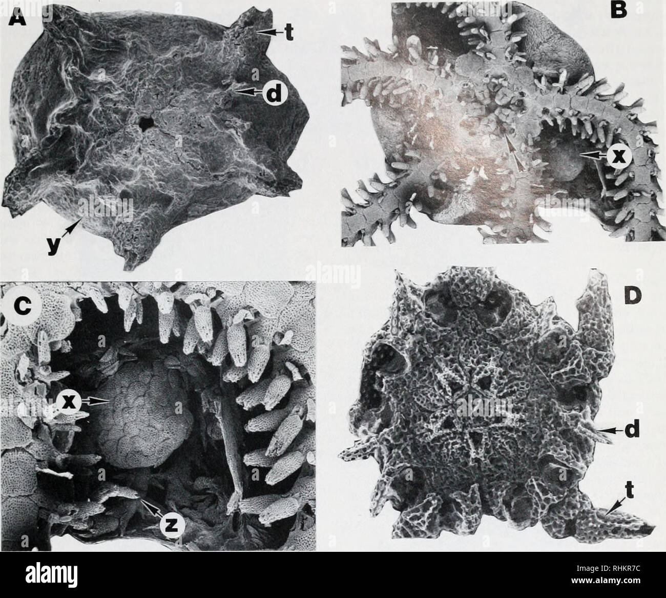 . Il bollettino biologico. Biologia; Zoologia; biologia; biologia marina. Ontogenesi e le omologie 23. La figura 1. (A) Amphiurastimpsonii: inizio (fase 2) embrione non tratteggiata 0,42 mm gg mostrando grande massa vitellina e terminale sporgente piastra di braccio e piccole adoral scudo della colonna vertebrale. Campione di plasma non-incenerito per rimuovere il tegumento. (B, C) Amphiura stimpsonii: interradial ventrale parete corpo rimosso per mostrare advanced couvée in embrione in Bursa. Nota le lacune fra le ganasce di adulto (doppia freccia in B) e mancanza di Rosetta primario sul disco di embrioni (C). (D) Amphiura filiformis: recentemente risolta (fase 2) capretti 0,33 m Foto Stock
