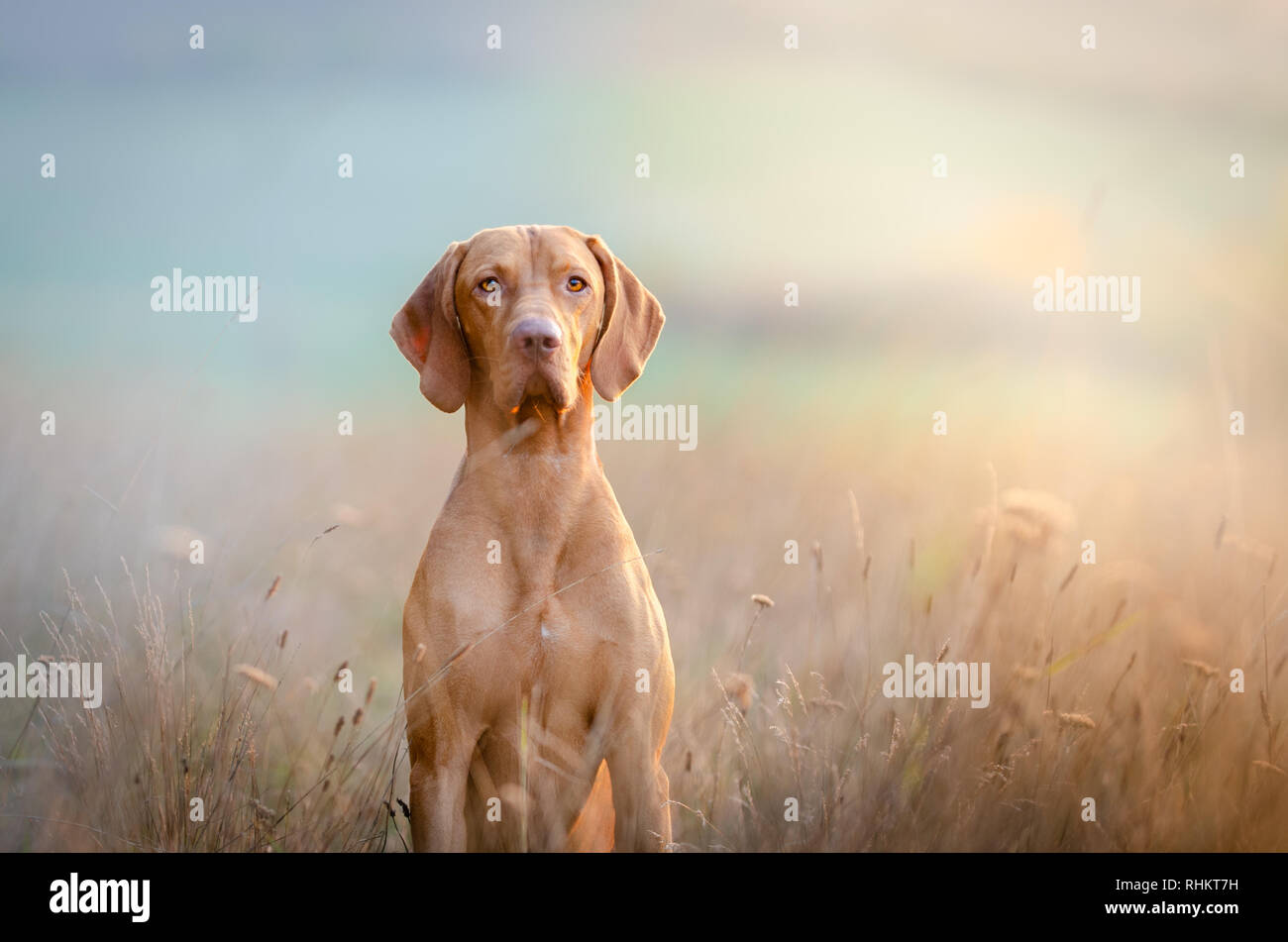 Il Segugio ungherese puntatore vizsla cane in autunno in campo Foto Stock