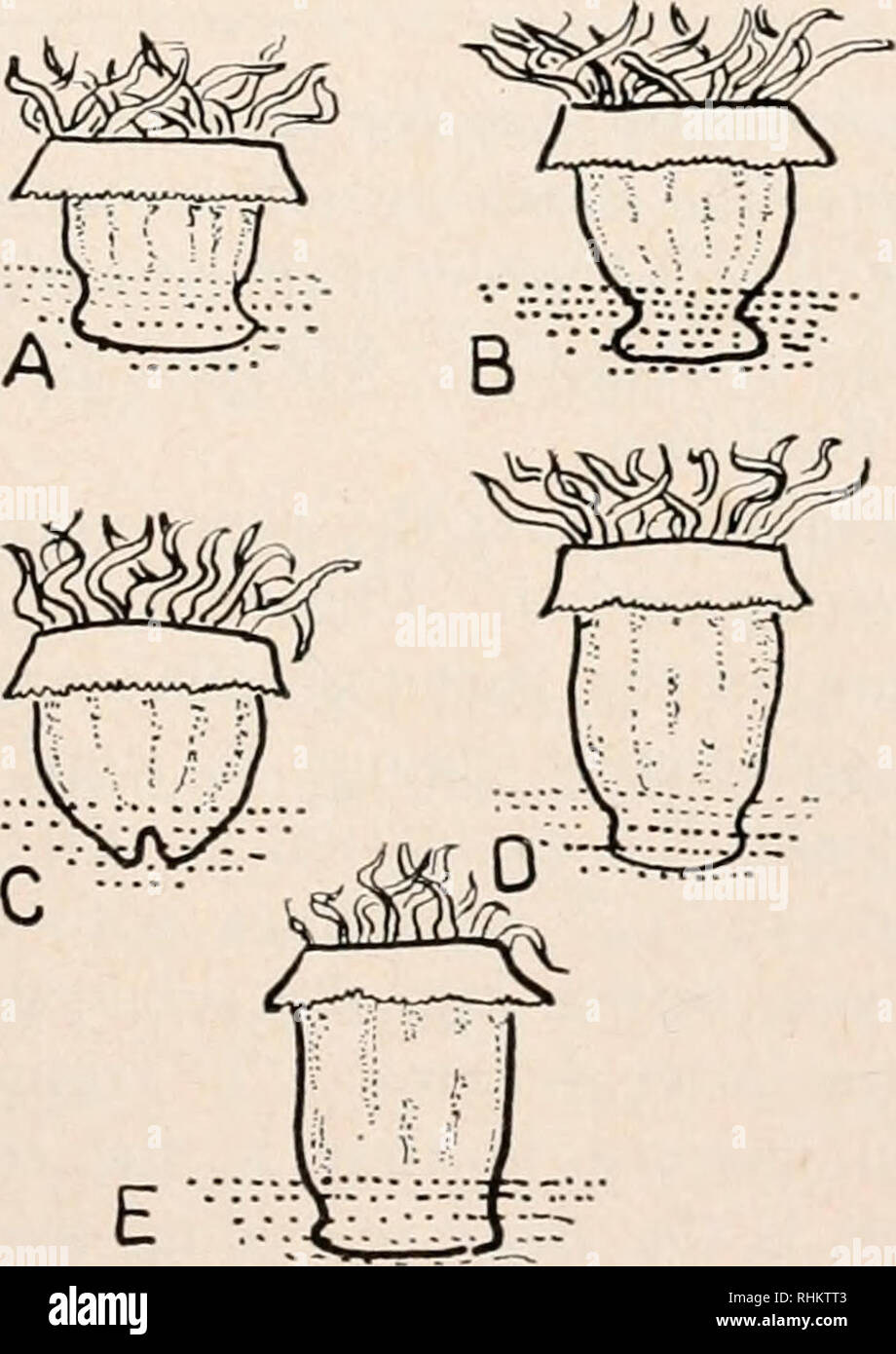 . Il bollettino biologico. Biologia; Zoologia; biologia; biologia marina. Scavando il comportamento dell'anemone 319 a prescindere da questi movimenti di avanzamento e periodica di allungamenti e ritiri, anemoni non sono molto attivi in un nido. Record Physiograph confermare questo e mostrano che gli anemoni sepolti presentano attività aritmici. La scavando anemone. Un Phyllactis posto su una qualsiasi di una varietà di substrati di sabbia inizia a scavare in pochi minuti. Scavando è iniziata quando l anemone è in una condizione contratta e montante sul substrato. Contrac muscolo- zioni associato con lo scavo sono ritmiche e un intirizzito Foto Stock