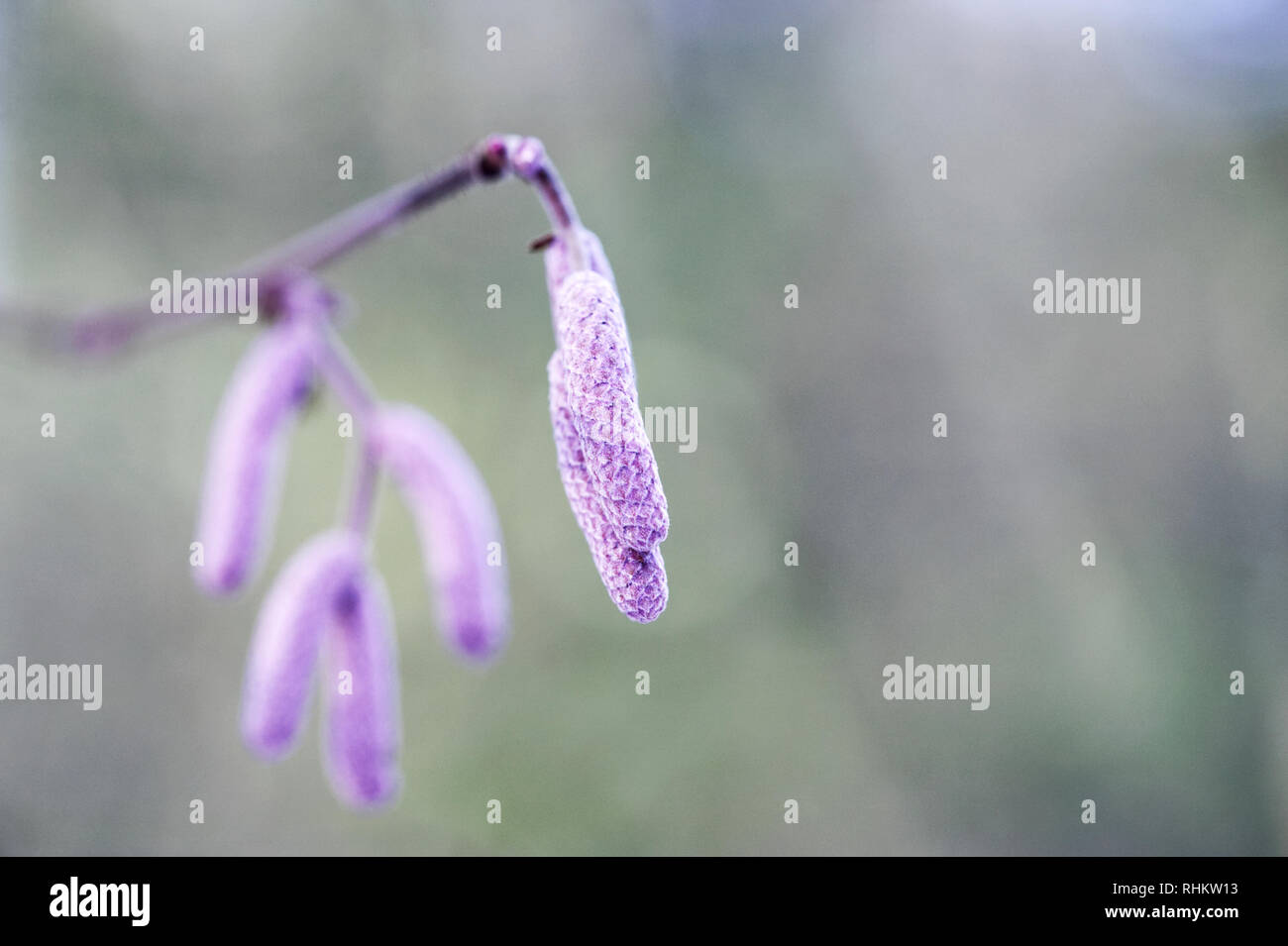 Corylus maxima purpurea "' ramoscelli d'inverno. Foto Stock