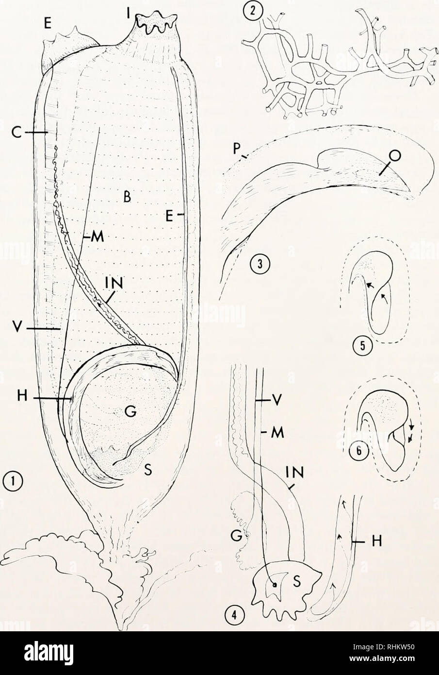 . Il bollettino biologico. Biologia; Zoologia; biologia; biologia marina. 132 JACK COLYARI) JOXI-.S. La figura 1. Semi-vista schematica di adulto Ectcinascidia turbinata come visto dal lato destro e mostra la antero-dorsalmente trova excurrent sifone (E), la antero-ventralmente lo- cato incurrent sifone (MI), circolare liscio fasce muscolari del mantello (C), la grande brachiale (o) faringea cestello (B), la lunga e sottile, endostyle ventrale (E), il muco colonna (M), l'intestino (A), il vas deferens (V), il cuore (H), le gonadi (G), e lo stomaco (S). La figura 2. Non-navi contrattile entro th Foto Stock
