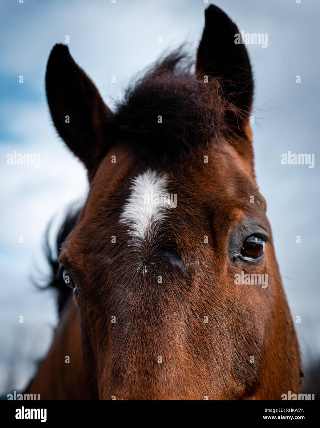In prossimità di un cavallo in Upstate New York Foto Stock