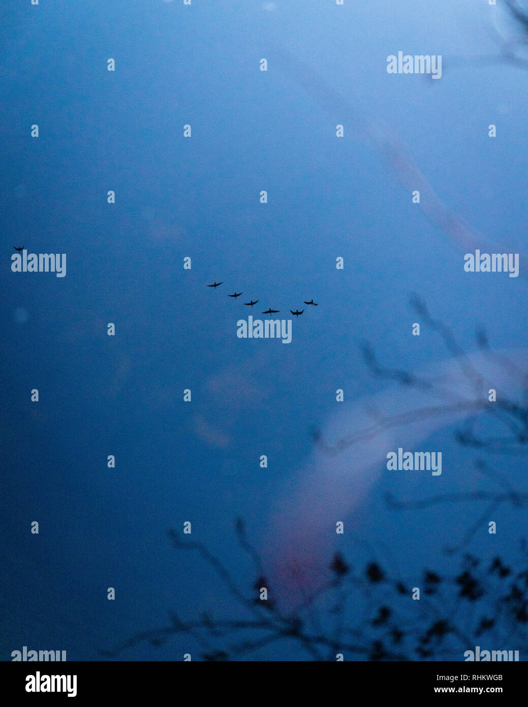 La riflessione di oche sulla superficie di uno stagno Foto Stock