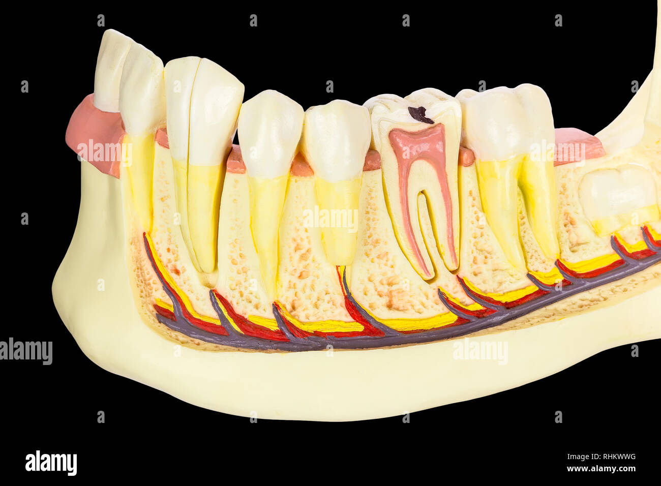 Mascella umana modello con denti isolati su sfondo nero Foto Stock