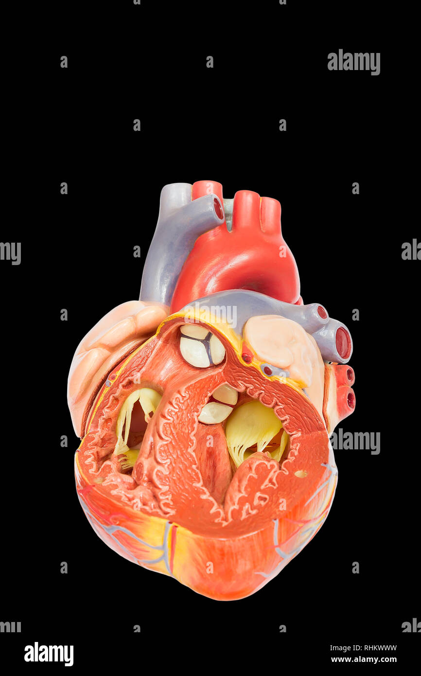 Modello di aprire il cuore umano isolato su sfondo nero Foto Stock
