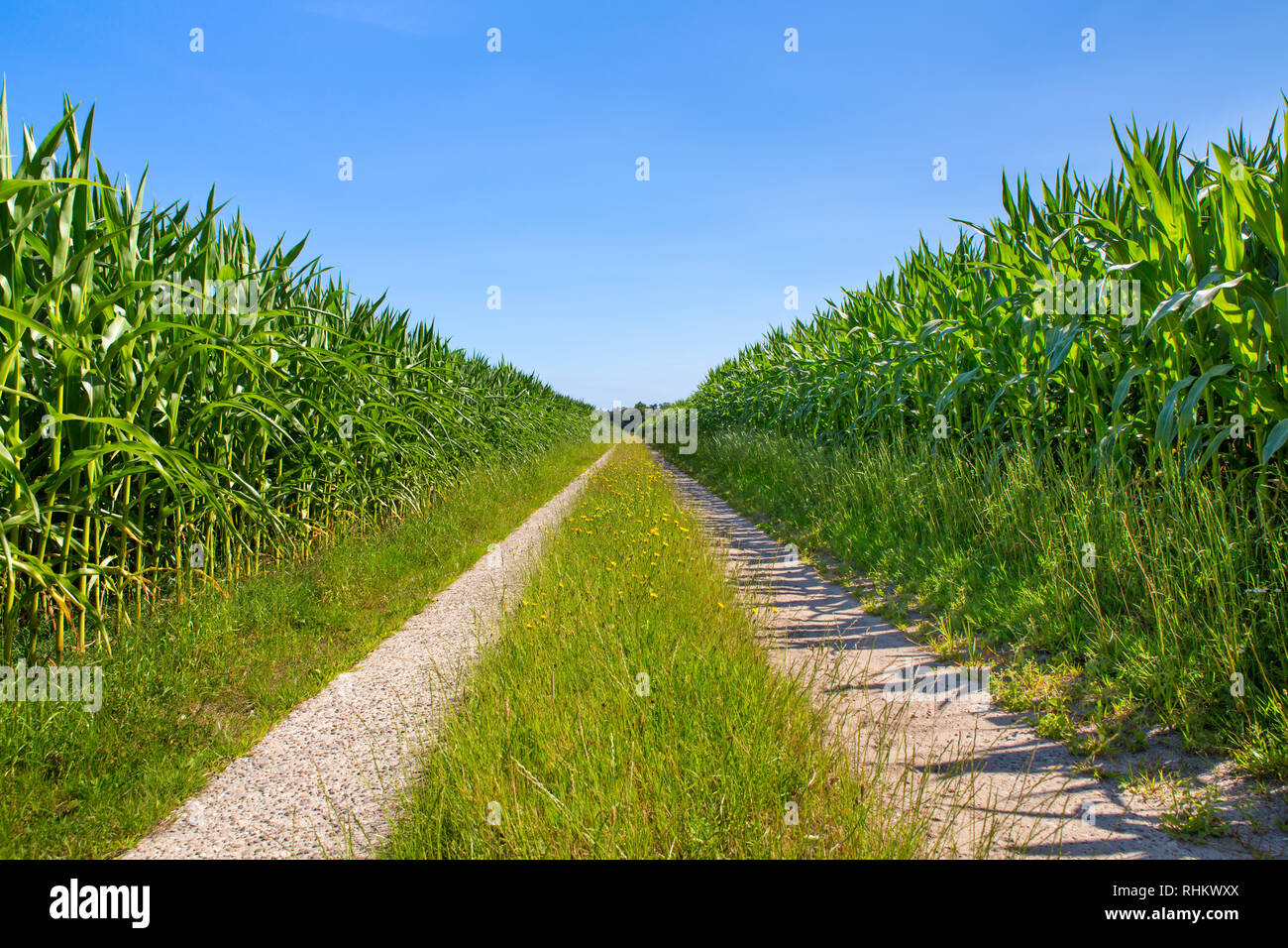 Rurali paesaggio agricolo con la strada di sabbia e campi di mais ad entrambi i lati Foto Stock