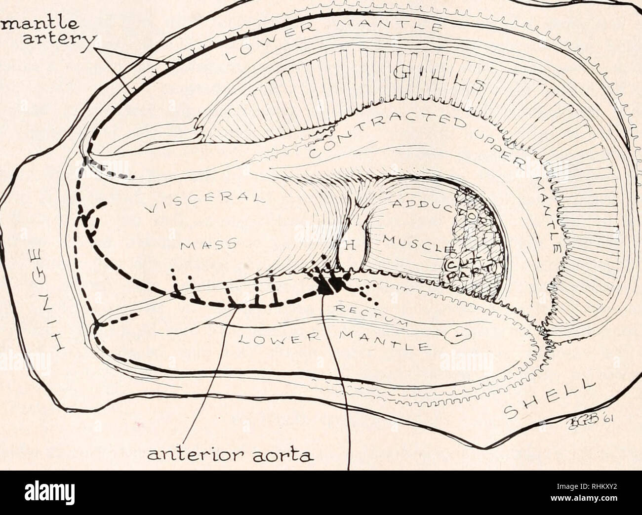 . Il bollettino biologico. Biologia; Zoologia; biologia; biologia marina. 58 FREDERIK B. BANG numero di osservazioni sono state fatte su ostriche in cui un foro è stato praticato con cura vicino il pericardio e il guscio è stata poi presa di distanza fino a quando la guaina è stata esposta. Osservazioni su fagocitosi sono state fatte con un obiettivo Zeiss fase sia al microscopio a 500 X e 1250 X. Una goccia di fresco sangue ottenuto è stato posto su una diapositiva, quindi sia una goccia di sospensioni batteriche da una fresca cresciuta la cultura di batteri marini è stato aggiunto ad esso, o una piccola porzione della colonia di per sé è stato aggiunto con un loop direttamente alla goccia Foto Stock