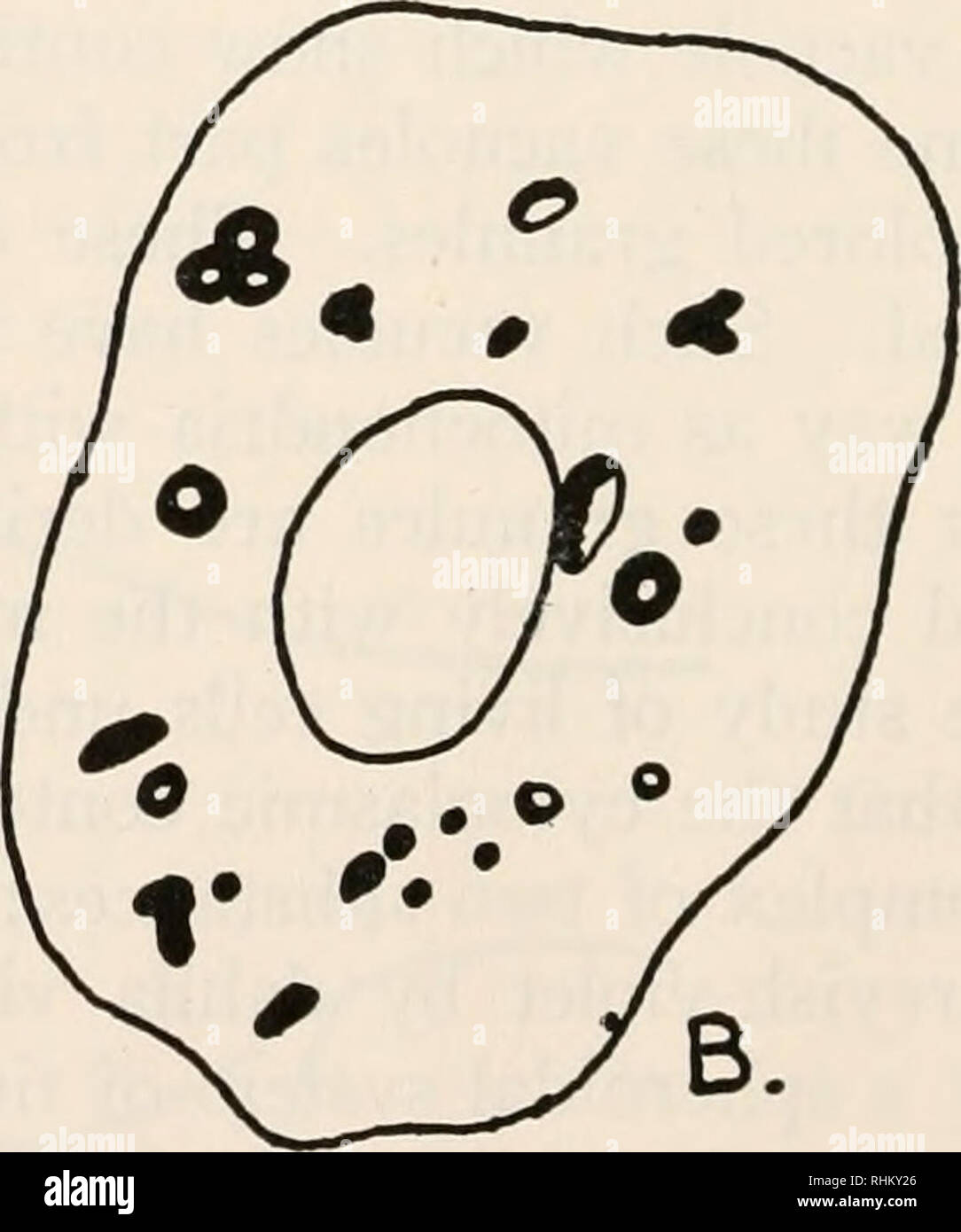 . Il bollettino biologico. Biologia; Zoologia; biologia; biologia marina. B. 10M- 8. La figura 7. Camera lucida di disegno di un mediale di cellule neurosecretorie del cervello, colorate in 0,001% di rosso neutro. Il rosso neutro vacuoli formando gli sferoidi sono mostrati come cerchi. Al abaxonal parte della cella è un vacuolo riempito con mitocondri (fine stipples). Il mito- chondria del resto della cellula vengono visualizzati in gruppi. La figura 8. Camera lucida disegni di: A. mediale di cellule neurosecretorie dopo trattamento secondo Aoyama è metodo, mostrando la "apparato di Golgi." La piccola sferoidi che hanno coale Foto Stock