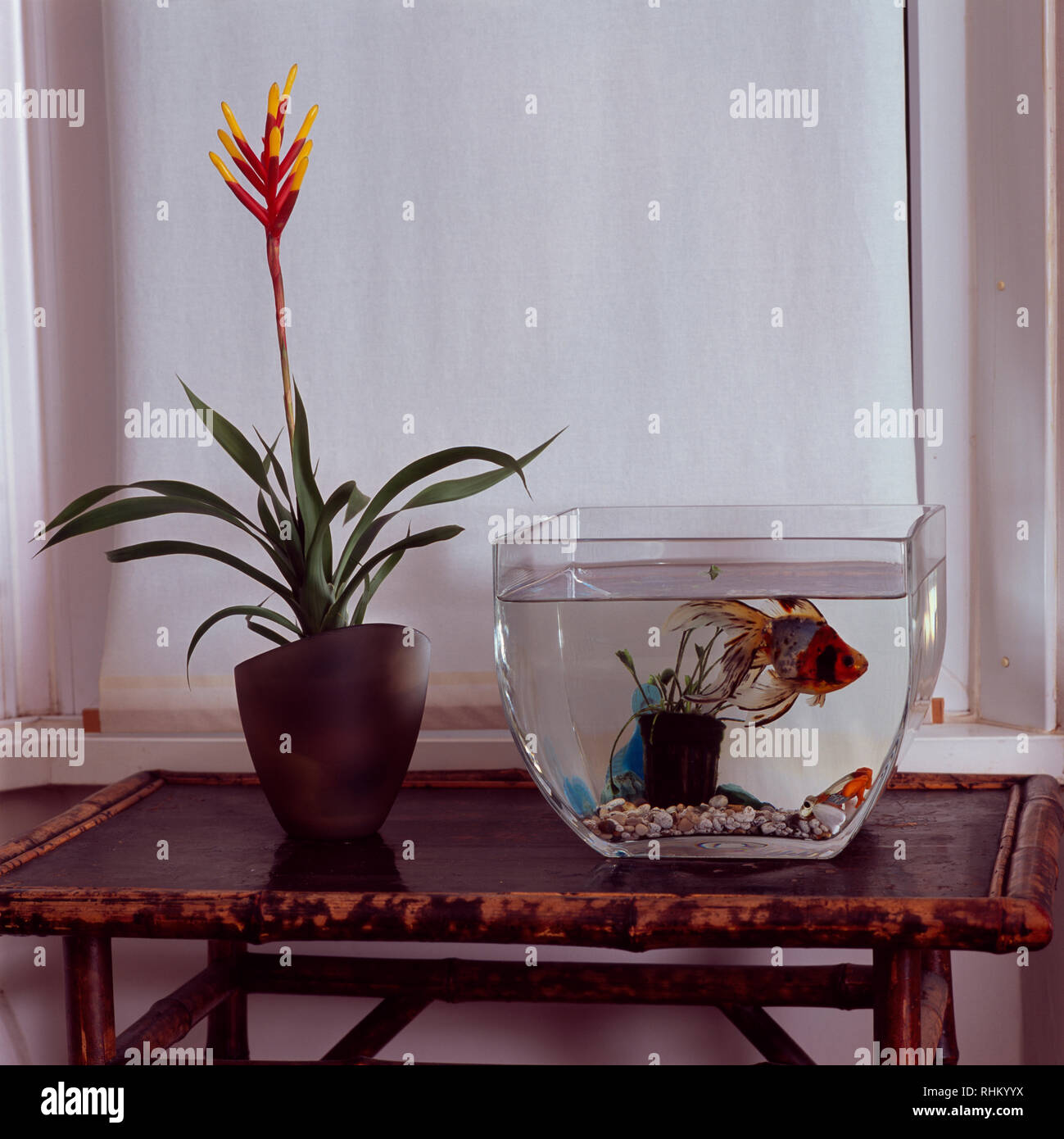 Goldfish Bowl e la fioritura delle piante sulla tabella di bambù Foto Stock