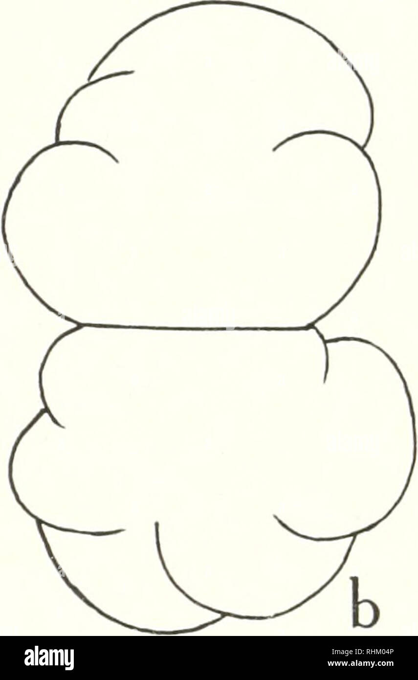 . Il bollettino biologico. Biologia; Zoologia; biologia; biologia marina. La figura 2. Uova di re-fertilizzato 5 minuti dopo il primo taglio, a. Trenta minuti dopo la ri-fertilizzazione. Nota molti astri in ogni blastomere. b. Un'ora dopo la ri-fertilizzazione. La seconda è la scissione polyspermic in ogni blastomere. sispina e TCM- B. Esperimenti su Pseudocentrotus premere/è, Heliocidaris epoche? No pi cur noi toreiiinatieus una ulteriore indagine di ri-fecondazione veniva fatta con altre tre specie oi ricci di mare, la sua possibilità di essere dimostrato di essere abbastanza generale. Le tre specie utilizzate sono state pseudo Foto Stock