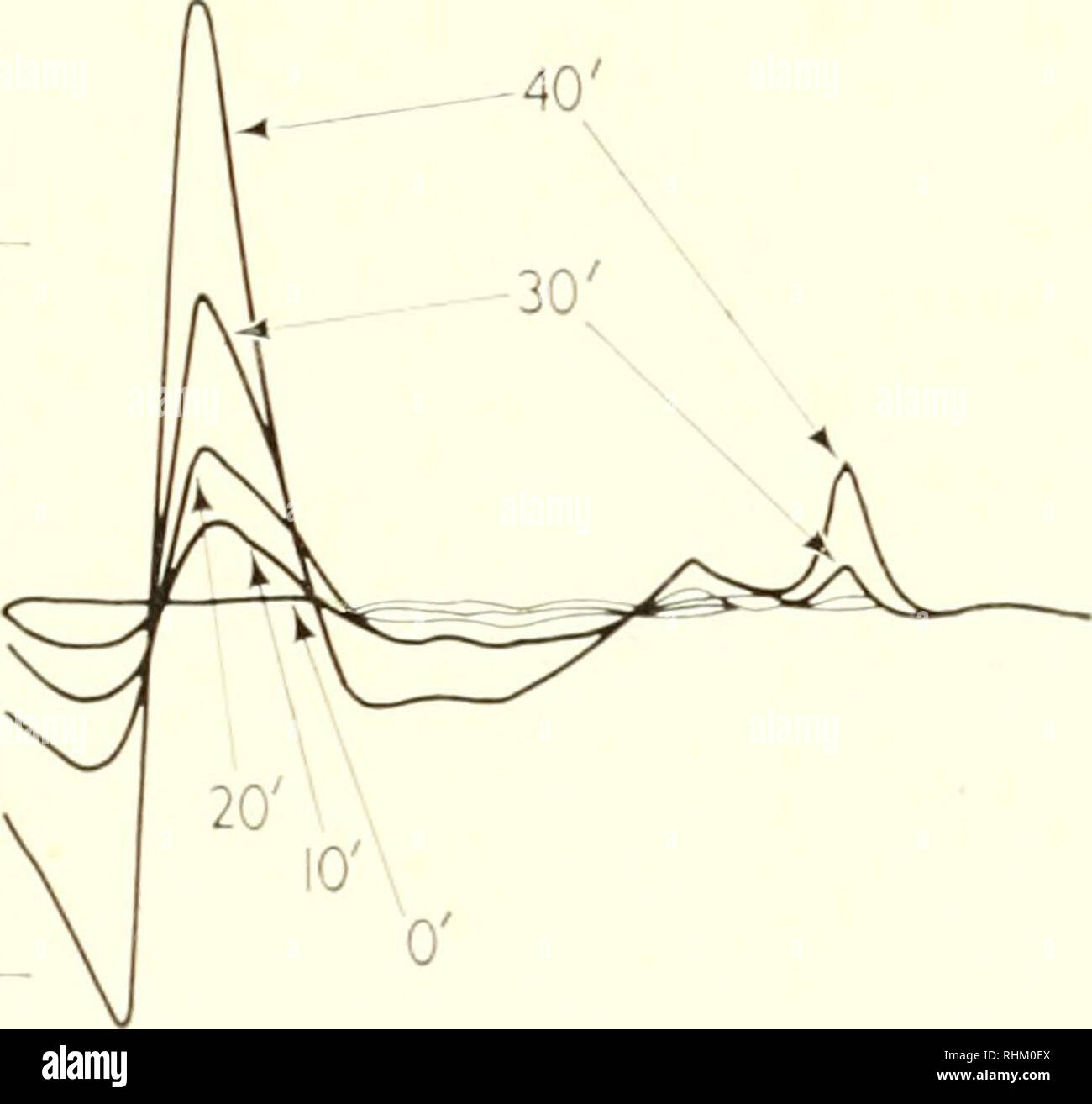 . La struttura biologica e funzione; il procedimento. Biochimica; citologia. PHOTOSYXTHETIC FOSFORILAZIONE E IL PROCESSO DI CONVERSIONE DELL'ENERGIA 373 stabilito che particelle Chromatium sono enzimi che catalizzano il trasferimento di elettroni da tiosolfato e succinato di citocromi [136 I]: la riduzione ossidato di Chromatium citocromi da tiosolfato è mostrato in Fig. 14 e dal succinato in Fig. 15. Secondo illuminata di batteri fotosintetici ridurre i nucleotidi piridinici in presenza di succinato o qualche altro donatore di elettroni che è meno ridotta di piridina nucleotidi. Il fotoriduzione o Foto Stock