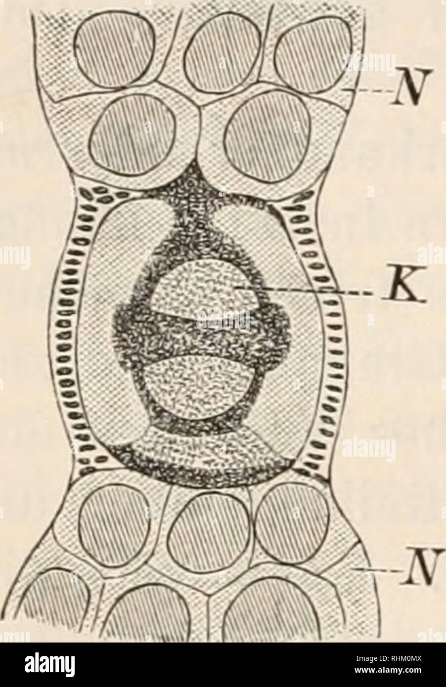 . Biologisches Zentralblatt. Biologia. 116 Haberlanflt; Korschelt, Funktion iiufl Lage fies Zellkerns. Fig. 7.. Fig. 7 "Wenn (las Keimbläschen così iimfaDgrcicb ist, dass es einen g-roßen Teil des Eies erfüllt, così dürfte eine periphere Lagerung- desselben kaum von Vorteil sein. Rückte es nach der einen Seite bin, così würde es sich damit von der gegenüberliegenden Wand zu weit ent- fernen, während es bei einer zentralen Lage infolge sciabiche bedeuten- den l^mfanges von der gesamten Wandung nicht allzuweit entfernt ist und im ganzen Umfang die Thätigkeit der Zelle zu beherrschen vermag. Das gleic Foto Stock