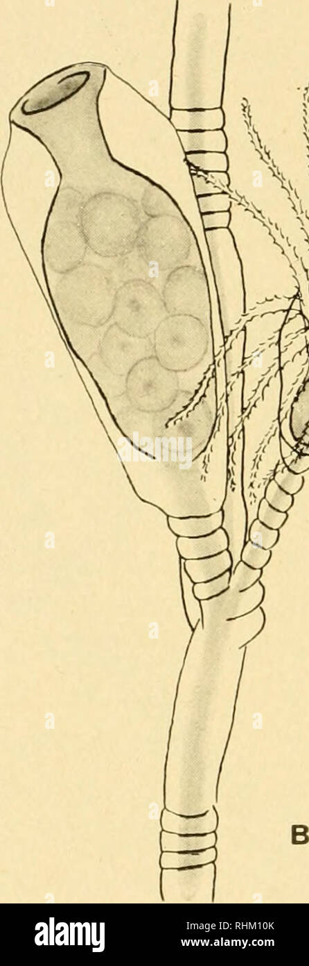 . Indagine biologica del Monte regione desertica. Storia naturale -- Maine Mount Desert Island. 122 indagine biologica di Campanulinidae Opercularella Hincks 0. LACEEATA (Johiistoii). (Hiiicks, 1868, p. 194, pi. 39, fig. 1.) in prossimità di acqua bassa, su pali e Mytilus. Gonosomes presente, Giugno 25, 1927. Stazioni: S 14, 24.. Ijil i W &gt;', V ,"f ^^-i. Si prega di notare che queste immagini vengono estratte dalla pagina sottoposta a scansione di immagini che possono essere state migliorate digitalmente per la leggibilità - Colorazione e aspetto di queste illustrazioni potrebbero non perfettamente assomigliano al lavoro originale. Procter, William, 1872-1951 Foto Stock