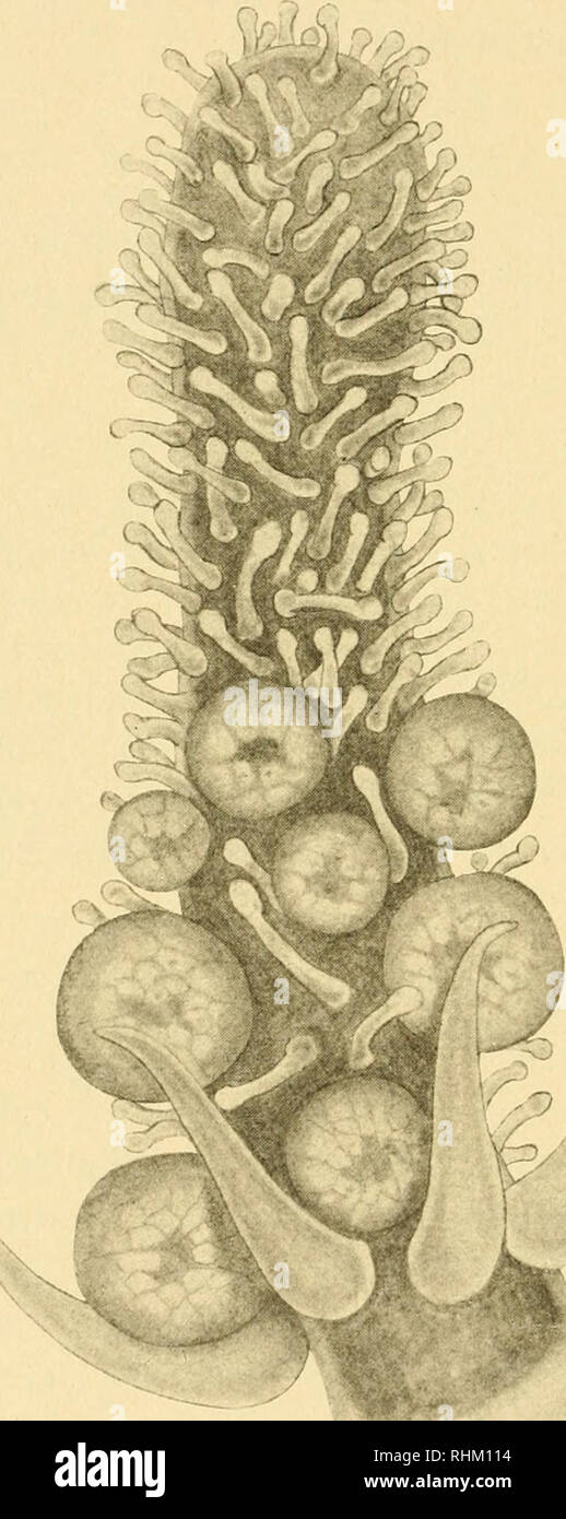 . Indagine biologica del Monte regione desertica. Storia naturale -- Maine Mount Desert Island. 118 indagine biologica di H. HALECiNUM (Liiiiie). (Ffiiicks, 1868, p. 221, pi. 42.) preso anche su fondi duri, profondità 50 a 330 piedi. Stazioni: D 5, 14, 67, 75, 130. Fig. 29 Acaulis primarius, habitus figura.. Si prega di notare che queste immagini vengono estratte dalla pagina sottoposta a scansione di immagini che possono essere state migliorate digitalmente per la leggibilità - Colorazione e aspetto di queste illustrazioni potrebbero non perfettamente assomigliano al lavoro originale. Procter, William, 1872-1951; Mount Desert Island Laboratorio biologico; Jo Foto Stock