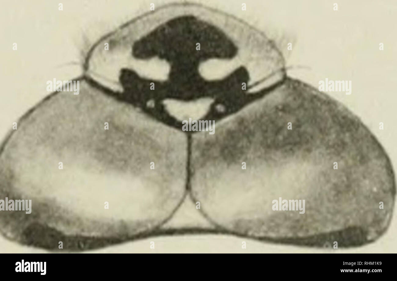 . Serie biologiche. Biologia. E. M. W. TjEL HELIOTYPE CO. BOSTON 1-3 Aeshna caerulea septentrionalis 4 Aeshna sitchensis 5 Aeshna mutata 6-11 Aeshna interrupta. Si prega di notare che queste immagini vengono estratte dalla pagina sottoposta a scansione di immagini che possono essere state migliorate digitalmente per la leggibilità - Colorazione e aspetto di queste illustrazioni potrebbero non perfettamente assomigliano al lavoro originale. Università di Toronto Toronto, Ont. università. Università degli Studi di Toronto. Serie biologiche. Toronto University Press [ecc. ] Foto Stock
