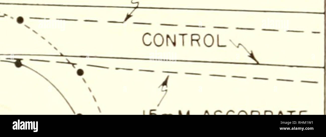 . La struttura biologica e funzione; il procedimento. Biochimica; citologia. Ascorbato-IXDUCED lisi dei mitocondri isolati 57 il citocromo c. Alcuni persiste per un periodo di tempo, eventualmente alimentare gli elettroni al citocromo b. È chiaro che il rapido trasferimento di elettroni da ascorbato aggiunto al citocromo c a O2 tramite la catena di trasporto di elettroni, come devono essere presenti, non è in grado di produrre il rigonfiamento in presenza di 15 niM ascorbato. Se il trasferimento di elettroni attraverso alcuni come vettore per citologia- chrome b è di particolare importanza, un possibile meccanismo di azione di blocco di alte concentrazioni Foto Stock