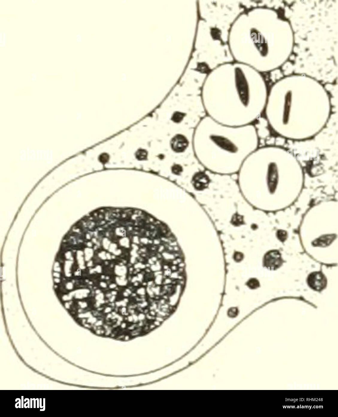 . La struttura biologica e funzione; il procedimento. Biochimica; citologia. Pinocitosi 165 Siekeitz's schema (Fig. 5) e come discusso in Dr. Porter's review, un simile procedimento è generalmente che si suppone avvenga per lo scarico di prodotti di secrezione formata nel reticolo endoplasmatico. Sembrerebbe che il reticolo endoplasmatico, se reallv può essere mostrato a storm il nesso tra la ingestione e percorsi di secrezione della cellula, potrebbe fornire un meccanismo che potrebbe spiegare la selettività di pinocitosi. Per quanto riguarda questo problema di selectiity siamo ancora molto al buio. È vero th Foto Stock