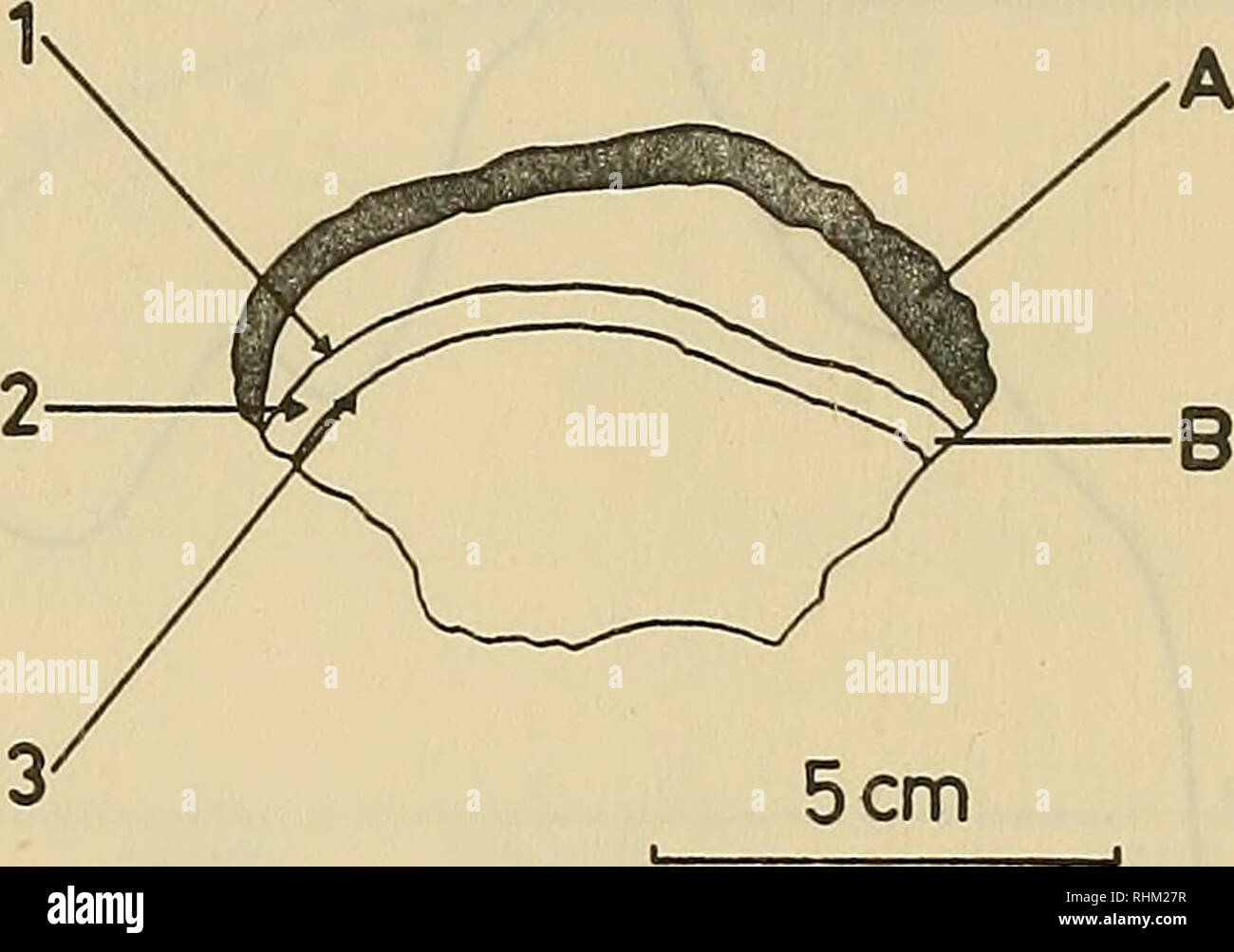 . Il bollettino biologico. Biologia; Zoologia; biologia marina. 416 PER HALLDAL fotoossidazione a tutte le intensità applicata. I campioni prelevati da strati o patch di Ostreobium al di sotto dello strato più vicino alla superficie ha fatto di solito non rispondere alla luce. In alcuni casi la fotoossidazione è stata osservata. Gli spettri di azione. Gli spettri di azione sia di fotosintesi e la fotoossidazione potrebbe essere eseguita. Nel caso di fotoossidazione la riduzione /'og è stato ri- versible delicata con dosi di irradiazione. A causa di questa azione, spettri di foto- ossidazione potrebbe essere registrata con il campo Dispositivo, sebbene le correzioni di un Foto Stock