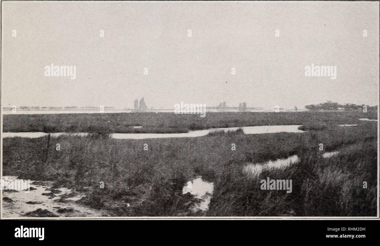 . Una indagine biologica di Alabama. I. Physiography e zone di vita. II. I mammiferi. Gli animali in Alabama. BI 5644 Fig. I.-Stiggins Lago, Tensaw River Delta. Rive confina con, Cypress ( Taxodium distichum) e vari alberi di legno duro. BISI24 Fig. 2.-Marsh sul lato della baia di Dauphin Island. La crescita densa di nero rush (Juncus roemerianus).. Si prega di notare che queste immagini vengono estratte dalla pagina sottoposta a scansione di immagini che possono essere state migliorate digitalmente per la leggibilità - Colorazione e aspetto di queste illustrazioni potrebbero non perfettamente assomigliano al lavoro originale. Howell, Arthur H. (Arthur Holmes), 1872-1940. Foto Stock