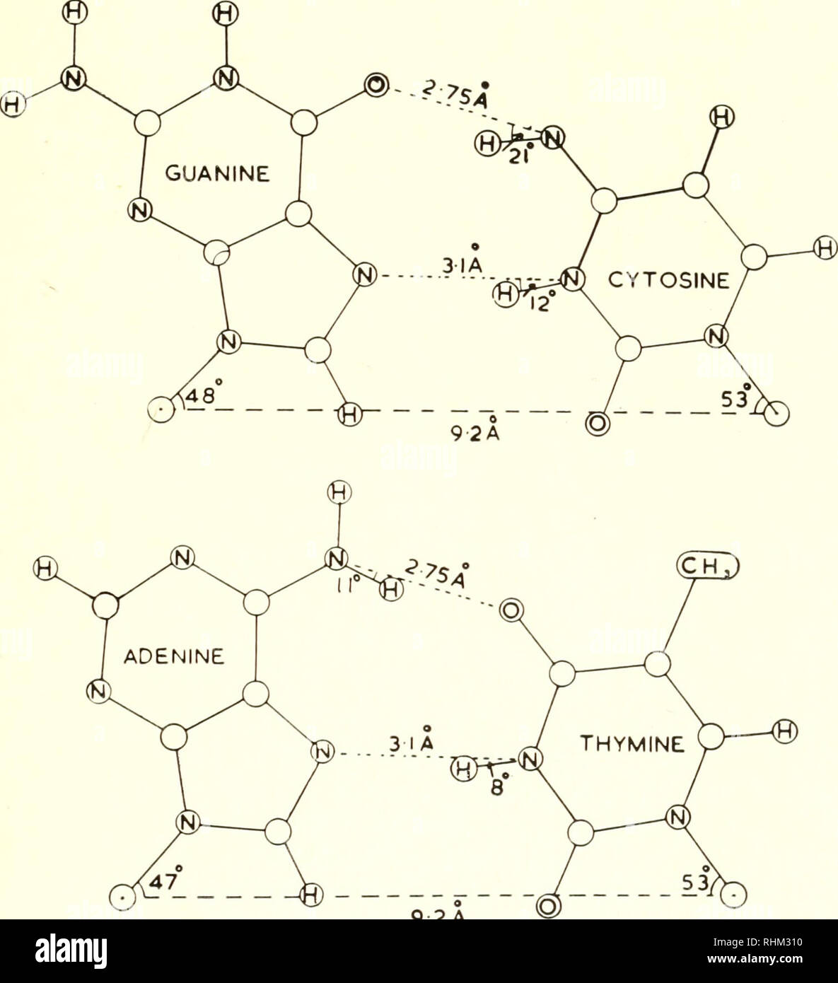 . La struttura biologica e funzione; il procedimento. Biochimica; citologia. Configurazione MOLECOLARE DEGLI ACIDI NUCLEICI 21 legami glicosidici è lo stesso. Interessanti caratteristiche della base-l'associazione sono che i legami idrogeno sono ragionevoli lunghezze [ii] e quasi lineare, e che le posizioni e le direzioni dei legami glicosidici in tutti e quattro i. 9 2A Fig. 7. La base di Hoogsteen-schema di accoppiamento. I legami glicosidici sono state posizionate distanti come sembra ragionevole. (Io sono indebitati per Dr. M. Spencer per questo schema) nucleotidi può essere fatto esattamente lo stesso [lo]. Questa condizione di equivalenza di legami glicosidici attiva Foto Stock