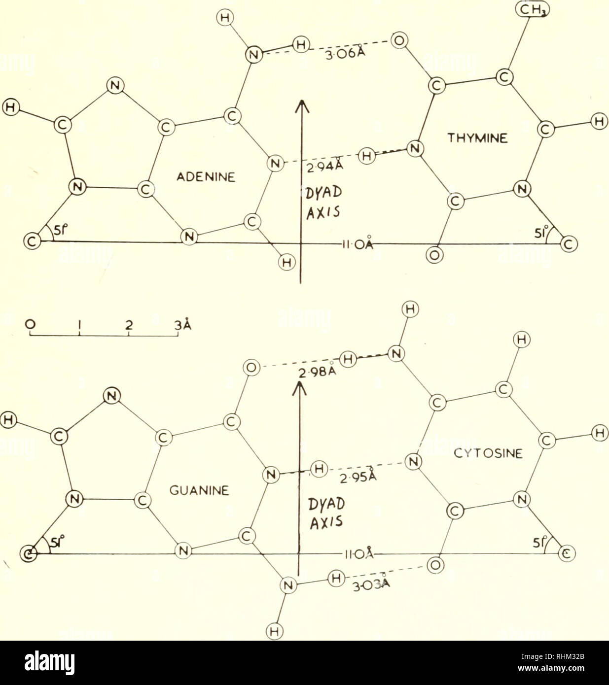 . La struttura biologica e funzione; il procedimento. Biochimica; citologia. Configurazione MOLECOLARE DEGLI ACIDI NUCLEICI 19 trattati come essendo immerso in acqua di uniforme la densità di elettroni [3, 4] questa discrepanza scompare perlopiù (Fig. 4). Studio preliminare di sezioni attraverso tutte le parti della molecola indica che il modello richiede poca o nessuna regolazione. Questo risultato non è sorprendente se assumiamo che la molecola di acqua picchi non sono spurio per a meno che la. Fig. 5. Disegno in scala della base di Watson e Crick-coppie [10]. I legami glicosidici tutti formano un angolo di 38 con asse dyacl e sono ugualmente dista Foto Stock