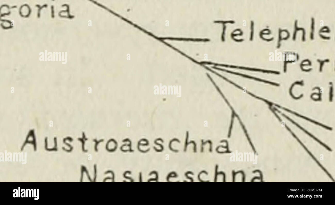 . Serie biologiche. Biologia. Heliaeschna ^ . .. Nejrneschna Basiaeschna Allopetalia ^Boyerfa LiTso^schna Jap-oria. Un naciaeschna ^^"^0,' ^^^^^^^^^^^ " R/atacantTia /Austroaeschna Nasiaeschna Telephlefcia Peri'aeschna Caii'aeschna Brachyiron Epiaeschna /^eschnophlebia Tetracan-thag-yna Ahax Hemianax . Fig. 7 - Diagramma che mostra le relazioni di gft-nera ot Aeshnniac. È impossibile organizzare questi generi in modo soddisfacente in una serie lineare. La disposizione che mi sembra più coerente con l'albero filogenetico è quello in cui si è dato seguito.' ha il necessario defec Foto Stock