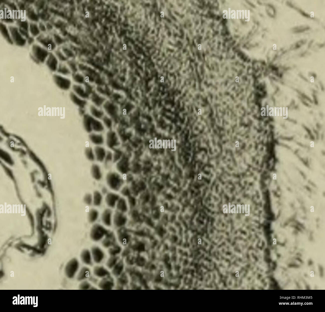 . Serie biologiche. Biologia. Tka&GT;.s. Can. Inst. ui.. I. ^i/'. 4^. Si prega di notare che queste immagini vengono estratte dalla pagina sottoposta a scansione di immagini che possono essere state migliorate digitalmente per la leggibilità - Colorazione e aspetto di queste illustrazioni potrebbero non perfettamente assomigliano al lavoro originale. Università di Toronto Toronto, Ont. università. Università degli Studi di Toronto. Serie biologiche. Toronto University Press [ecc. ] Foto Stock