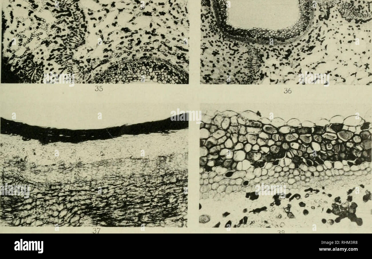 . Serie biologiche. Biologia. Tkax-s. Can. Ist. 'Oi.. IX. Pi ate I. 38. Si prega di notare che queste immagini vengono estratte dalla pagina sottoposta a scansione di immagini che possono essere state migliorate digitalmente per la leggibilità - Colorazione e aspetto di queste illustrazioni potrebbero non perfettamente assomigliano al lavoro originale. Università di Toronto Toronto, Ont. università. Università degli Studi di Toronto. Serie biologiche. Toronto University Press [ecc. ] Foto Stock