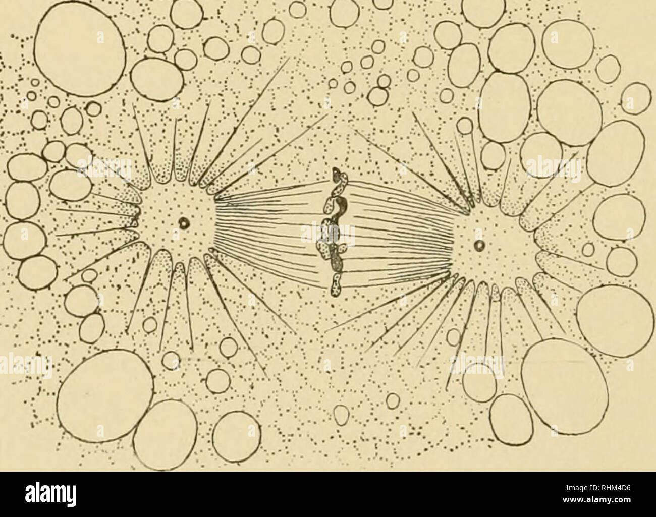 . Lezioni biologici consegnati al laboratorio biologico marino di legno Holl [sic]. Biologia. :Qy'B':^/-;^:P"---^'-''^'""' ' Abete, I.. MPfeSJ Fig. 2. Le figure i e 2. - Tratti di uova di Crefiidula plana, mostrando prophase e la metafase della prima scissione. è indicato dalla spirale aestri, descritta per la prima volta da contrassegnare per Liviax, e quanto osservato da diversi ricercatori in altri animali, e anche la mia osservazione che la prima scissione in Crepi- dula è una spirale, essendo obliqua a destra o dexiotropic.. Si prega di notare che queste immagini vengono estratte dalla pagina sottoposta a scansione immagini tha Foto Stock