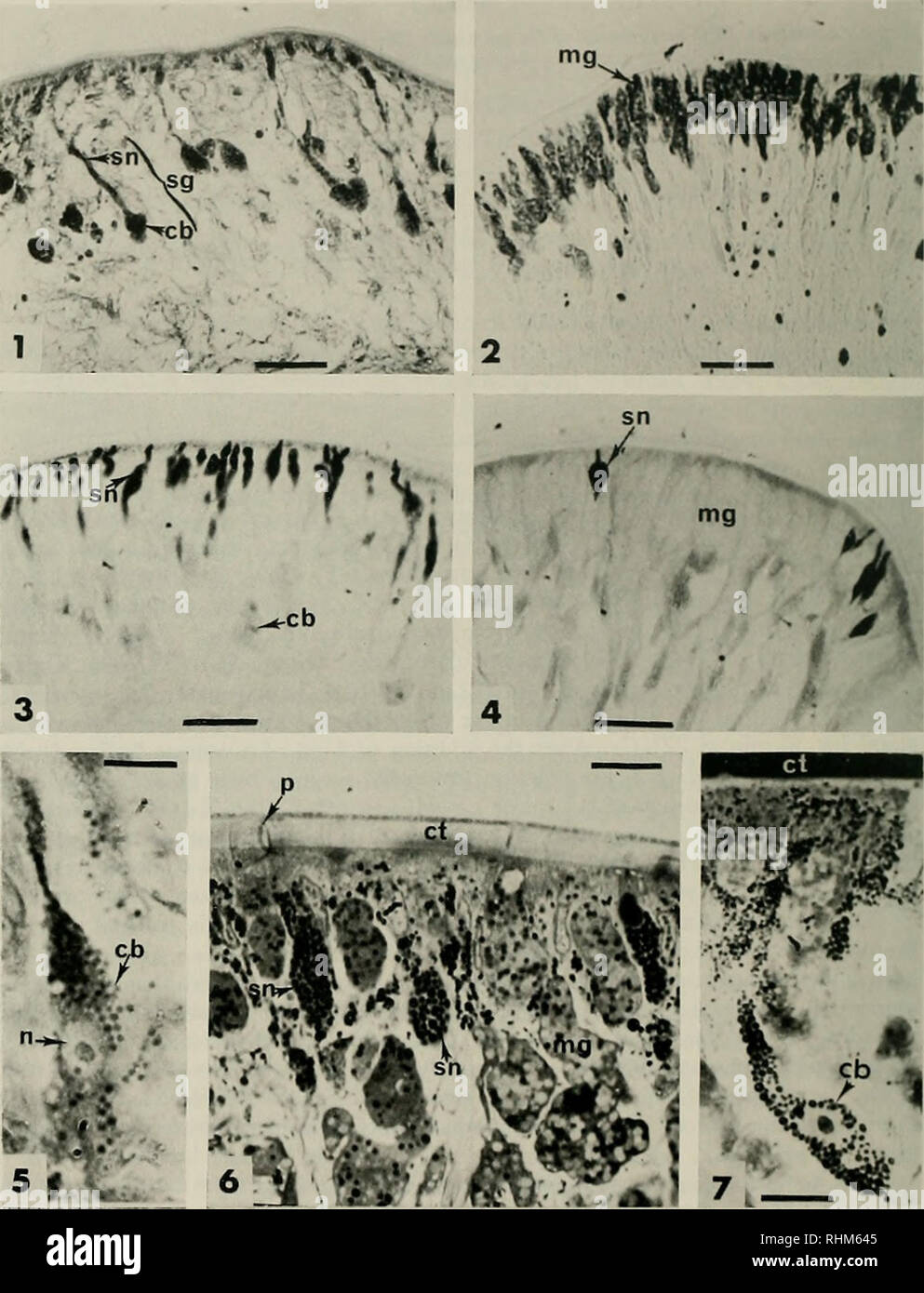 Microscopia a campo chiaro immagini e fotografie stock ad alta risoluzione  - Alamy