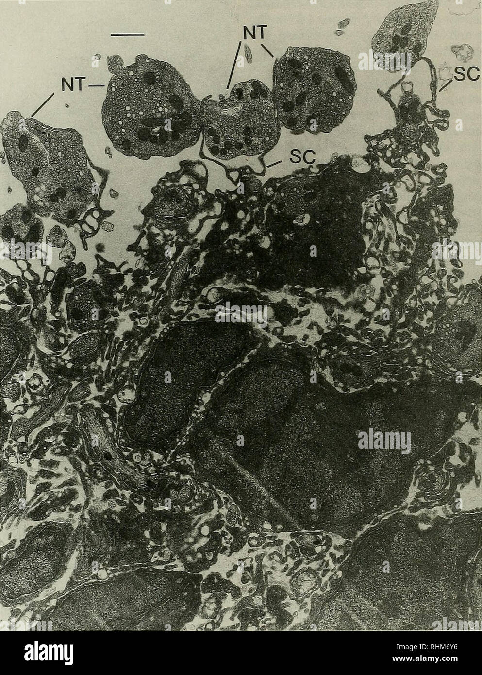 . Il bollettino biologico. Biologia; Zoologia; biologia marina. 94 M. E. KRIEBEL et al... La figura 5. Distacco di terminali nervosi dalla superficie innervati di un electrocyte. Microscopio elettronico a trasmissione di lavato electrocyte frazione dopo 4 giorni di trattamento coUagenase a 6°C. Terminali nervosi (NT) sono visibili alla superficie innervati in varie fasi di distacco. Associato cellule di Schwann (SC) appaiono per separare dai terminali, lasciando alcuni di loro completamente gratuito. Nota la presenza di molti intraterminal mitocondri. Barra di calibrazione = 1 iira. uating la condizione fisiologica del ter Foto Stock