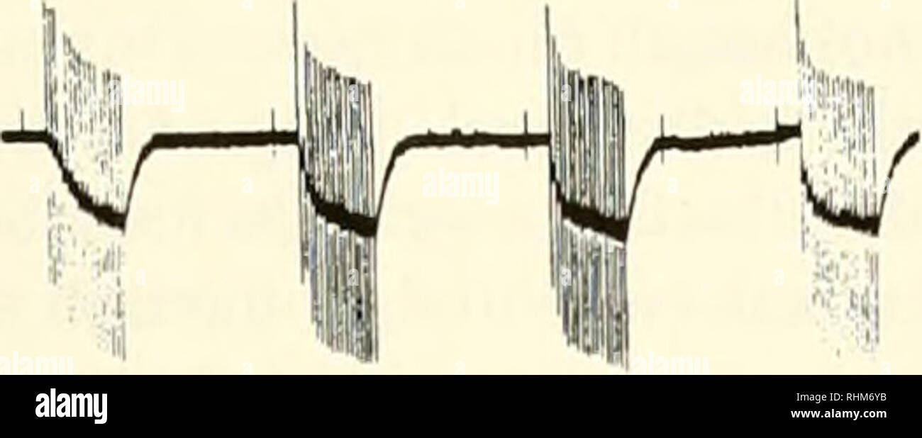 . Il bollettino biologico. Biologia; Zoologia; biologia; biologia marina. Controllo neurale di valvole arteriosa IN HOMAKUS 79 B. 10 mV 15 s in figura 7. L'effetto di picroloxin (l(r^ M) su un massimo di ampiezza treno dunng stimolazione (3,5-treno s, ID Hz) degli addominali laterali valvola arteriosa del nervo. (A) Controllo risposte; picrotossina è stata aggiunta al bagno immedi- ately dopo questa registrazione. (B) Le risposte dopo 20 min di esposizione a picrotossina. Il bagno era sommessa con soluzione salina (2,5 inl min"') inizio a 20 min. (C) Registrazione dopo 10 min di soluzione fisiologica di lavaggio. (Dl fino ampliaide aveva parzialmente recuperato dopo 20 min di Foto Stock
