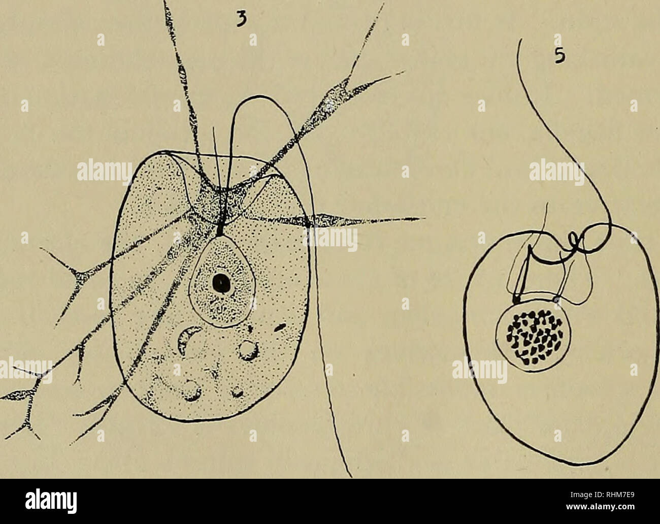 . Il bollettino biologico. Biologia; Zoologia; biologia marina. La piastra I Fig. 2. Vista laterale dell'animale presentano la caratteristica forma convessa. Fig. 3. Vista ventrale di un animale per mostrare pseudopodi che sono estesi dalla massa di citoplasma che si estende al di fuori e al di sopra del labbro ventrale della bocca della depressione. Fig. 4. Inizio prophase. La cromatina è formata in un certo numero di masse irregolari, apparentemente separati gli uni dagli altri e non formante un spireme. L'endosoma sta scomparendo. Due figlia blepharoplasts sono presenti, e due nuovi e flagelli breve sono in crescita da loro attraverso la bocca de Foto Stock