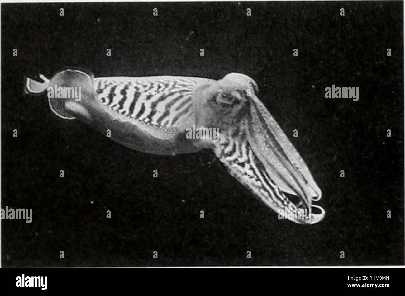 . Il bollettino biologico. Biologia; Zoologia; biologia; biologia marina. Year-Round programmi di ricerca Dinamiche architettoniche nelle cellule viventi programma stabilito in 1992. Questo programma si concentra sulle Dinamiche architettoniche nelle cellule viventi-il tempestivo e coordinato il montaggio e lo smontaggio delle strutture macromolecolari, essenziale per il buon funzionamento e la divisione, motilità. e la differenziazione di cellule; spaziale e organizzazione temporale di queste strutture: e i loro parametri fisiologici e controllo genetico. Il programma è inoltre dedicata allo sviluppo e applicazione di nuovi e potenti di imaging e manipu Foto Stock