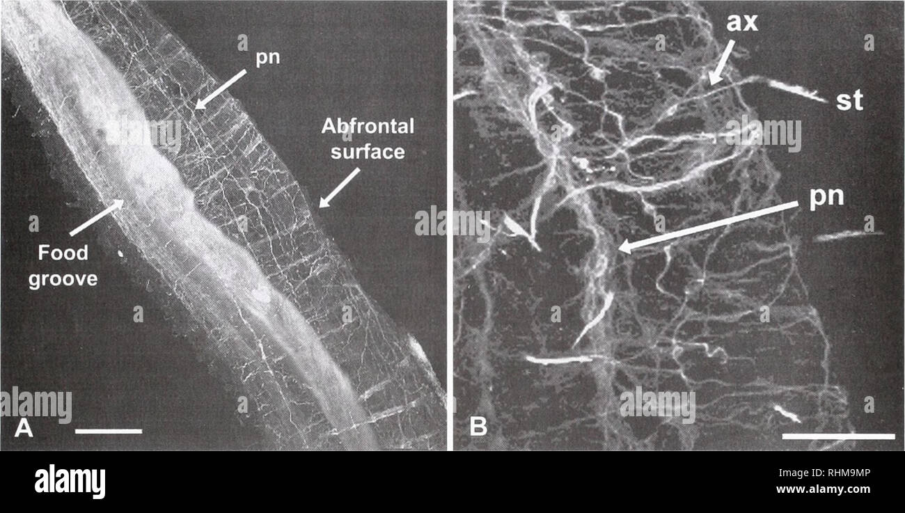 . Il bollettino biologico. Biologia; Zoologia; biologia; biologia marina. SPIONID periferico cellule sensoriali • *, 73. La figura 6. La fluorescenza di anti-acetilata a-tubulina in Dipoldora palpi qiiadrilnhata esaminati con microscopia confocale a scansione laser rivela (A) palp nervi (pn), e ciglia del frontale scanalatura alimentare (barra di scala 40 juin) nonché (B) ciglia del abfrontal putativo ciuffi sensoriale (st), loro assoni (ax), e la loro vicinanza ai nervi palp (pn); scala = 25 /AMI). sory cellule. Molti spionids (compresi D. I/uculrilobatd; T. Riordan, pers. obs.) interruttore dal deposito di alimentazione suspen- Foto Stock