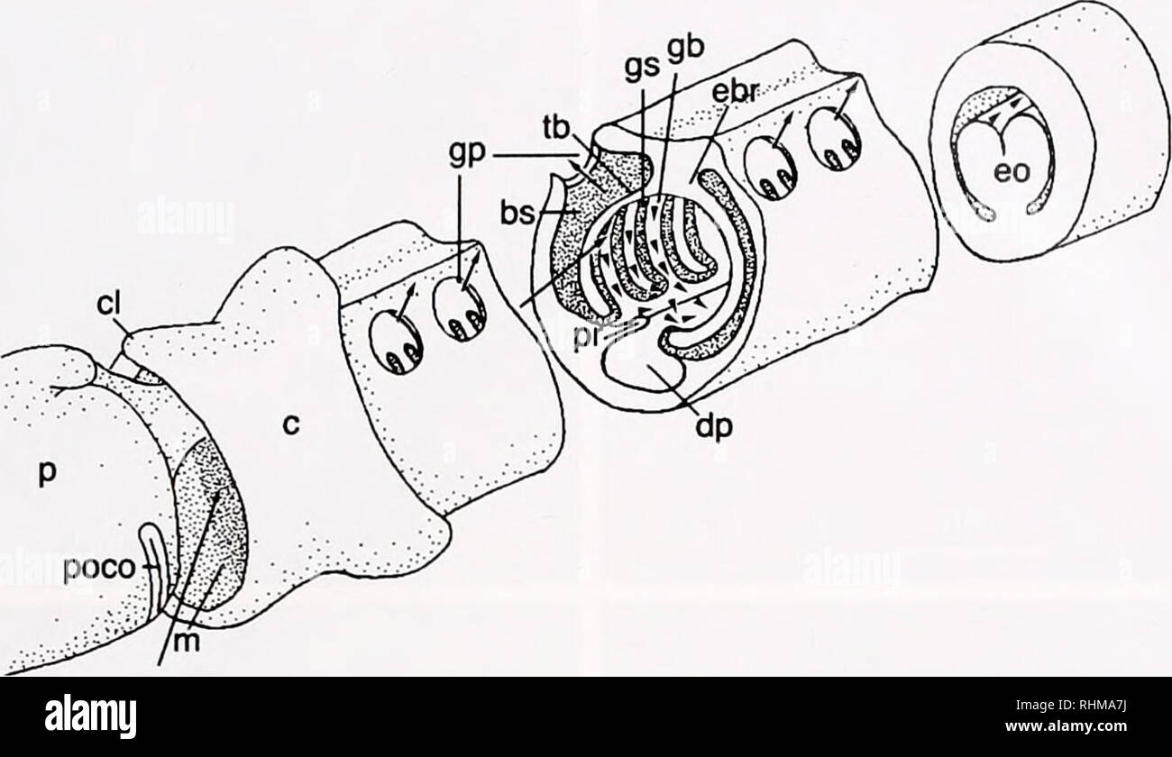 . Il bollettino biologico. Biologia; Zoologia; biologia; biologia marina. Il filtro di alimentazione di faringe evoluto ALLA BASE DEL DEUTEROSTOMIA 195. La figura 2. Organizzazione del timone-alimentando la morfologia del Harrimania planktophilus. È anteriore a sinistra della figura. Particella-laden (acqua di mare lungo le frecce) entra nella bocca su di una corrente che viene generato da ciglia. Particelle (frecce) sono intrappolati in una densa ciglia che la linea gill fenditure; trasportati ventralmente giù il gill bar e can-portato oltre la cresta parabranchial ai digestivi (ventrale) faringe. Una volta nella faringe digestivo, particelle di un Foto Stock